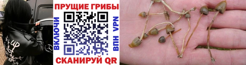 Галлюциногенные грибы Magic Shrooms  МЕГА сайт  Бобров 