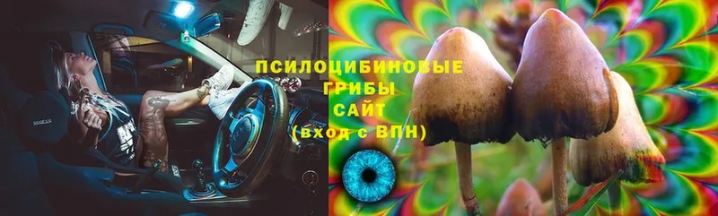 Псилоцибиновые грибы Cubensis  Бобров 